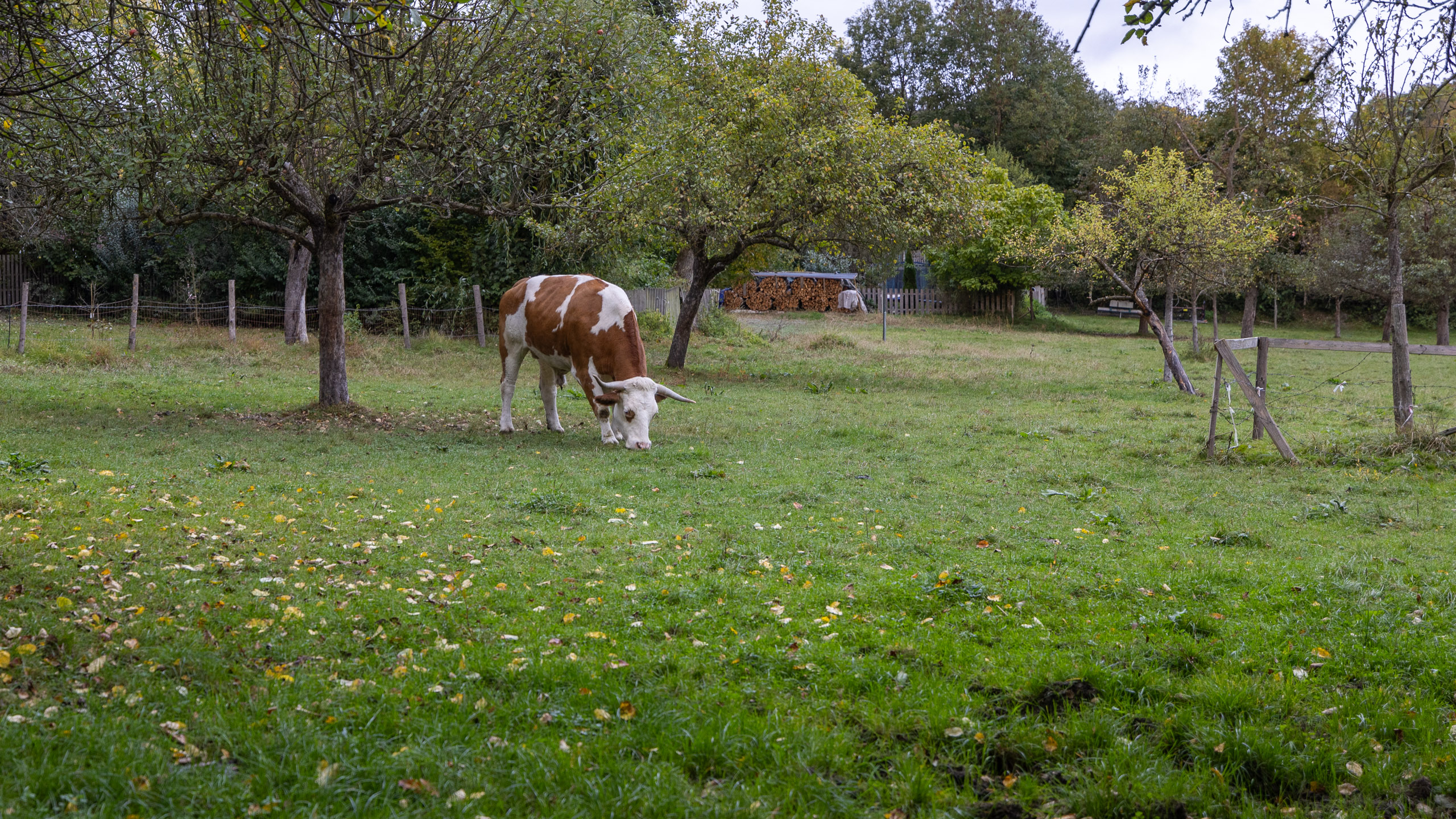 20231014173704 R5D 4189